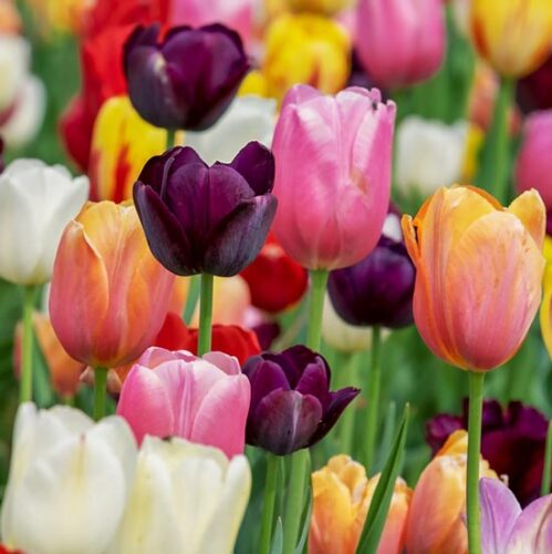 How Flowers Get Their Colors